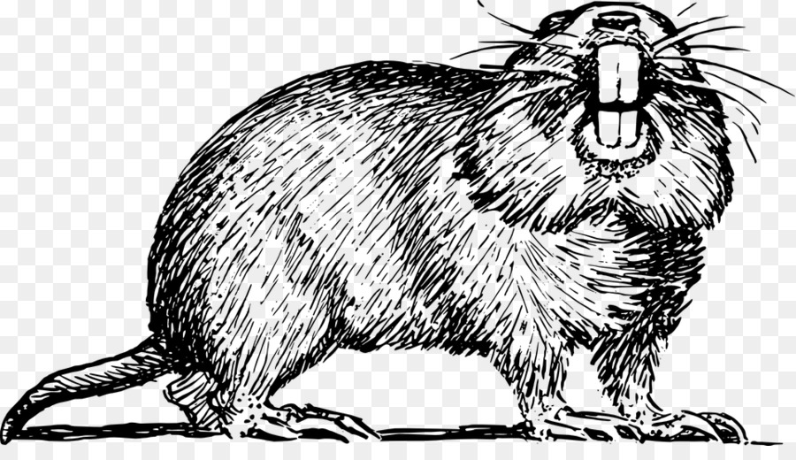 Beaver clipart gopher. Cartoon png download free
