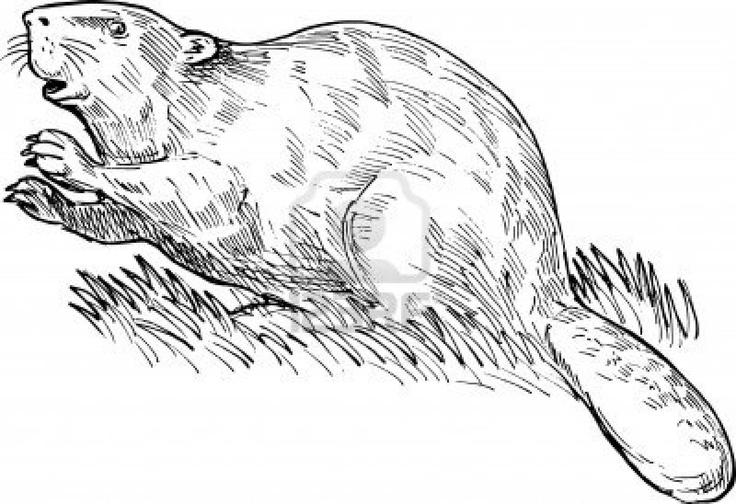beaver clipart hand drawn