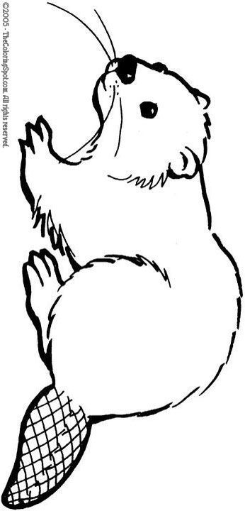 Beaver clipart line art.  best sketches images