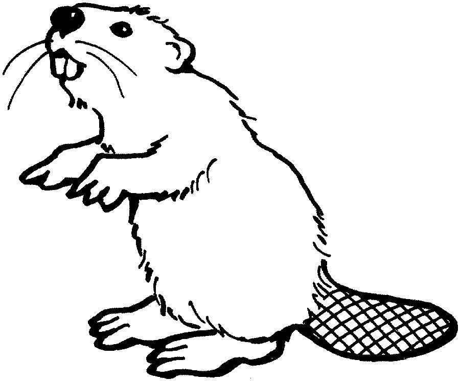 beaver clipart outline