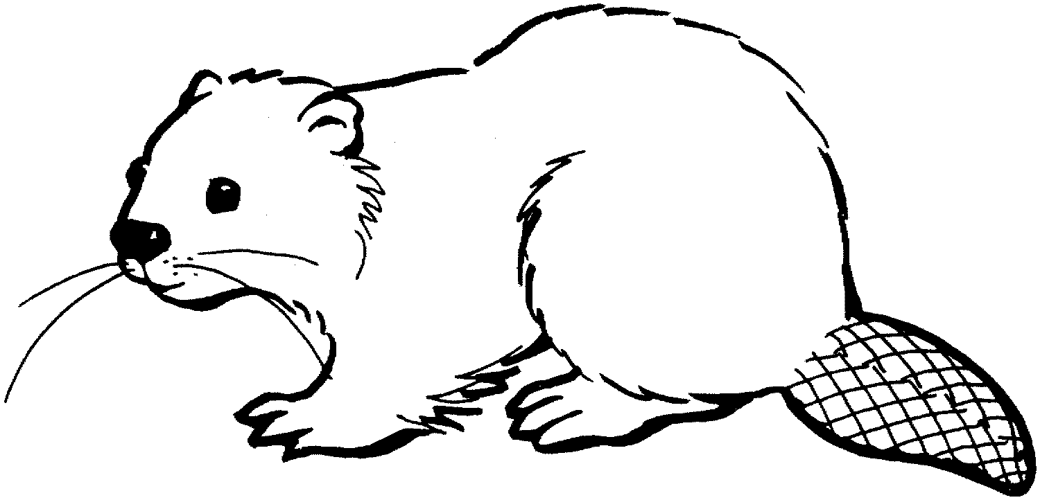 beaver clipart sketch