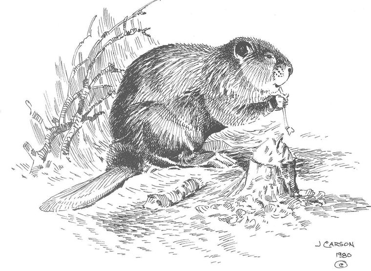 beaver clipart sketch