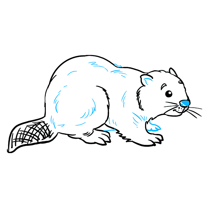 beaver clipart sketch