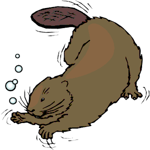  collection of drawing. Beaver clipart swimming