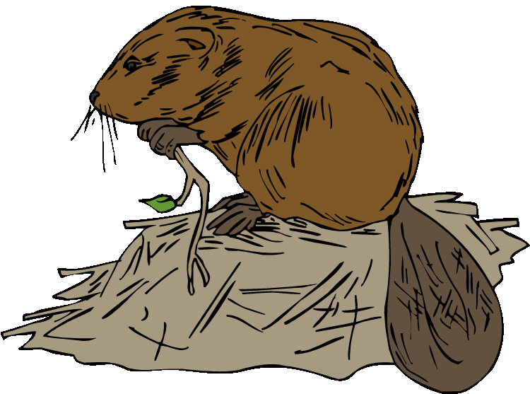 Beaver clipart swimming.  collection of lodge