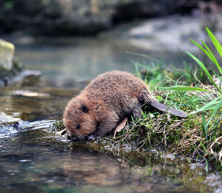 Beaver clipart swimming.  best beavers images
