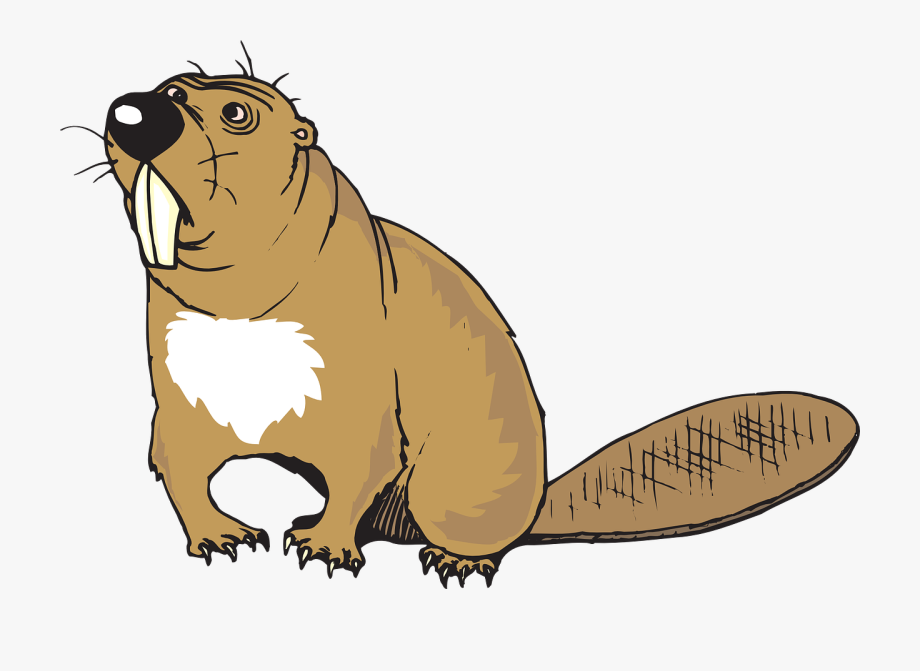 Beaver clipart transparent background. Animal tail beavers with
