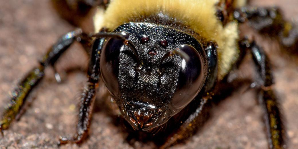 bee clipart carpenter bee