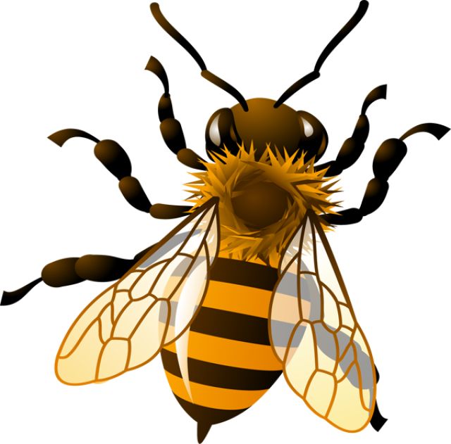 bee clipart honey bee