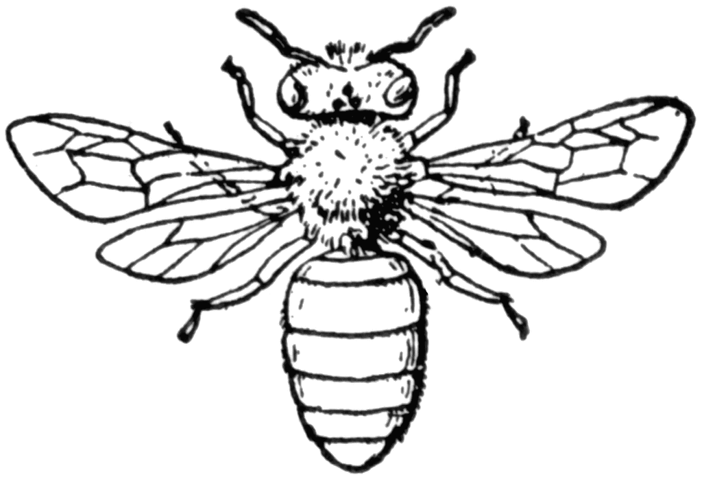 clipart bee sketch