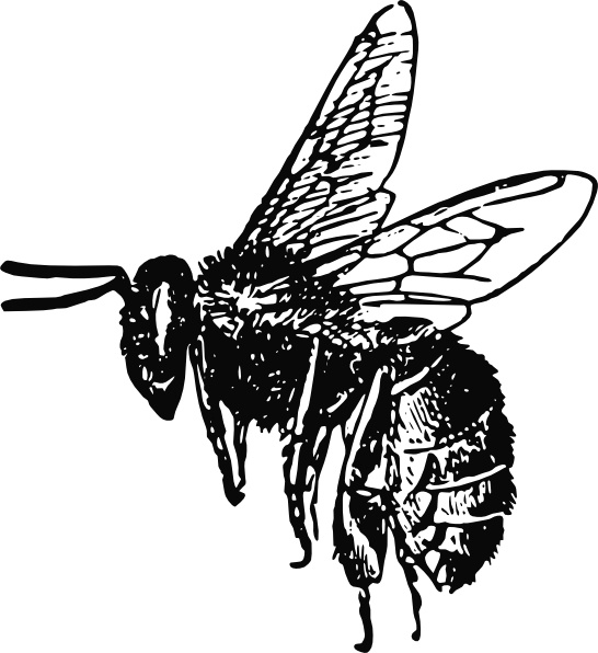Bee clipart vector. Clip art free in