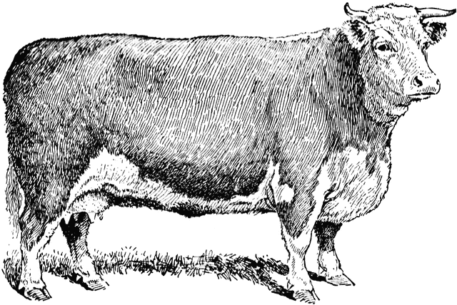 beef clipart beef steer