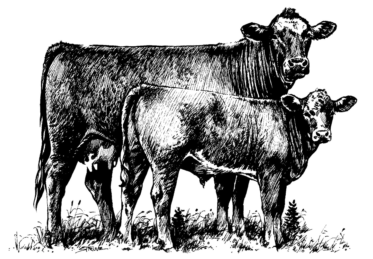 beef clipart cow