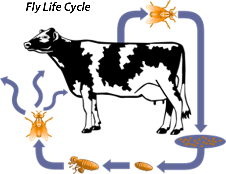 dairy clipart dairy store