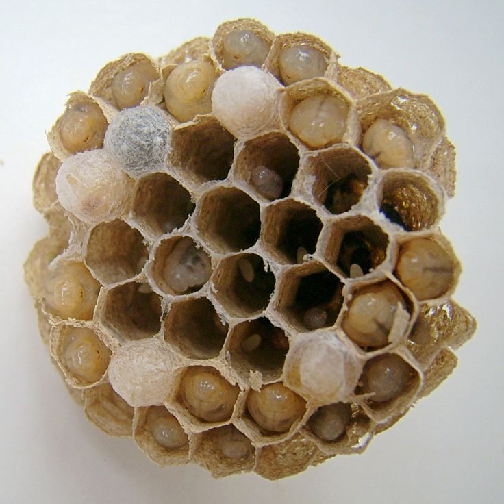 beehive clipart wasp nest