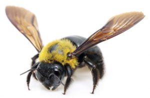 bees clipart carpenter bee