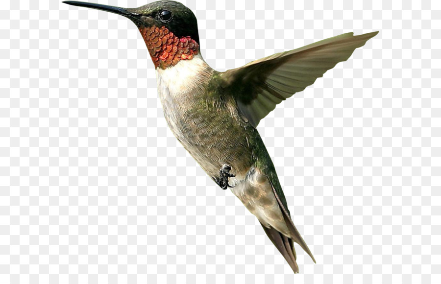 Clip art bird png. Bees clipart hummingbird