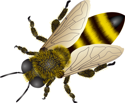 Isolated photos of honey. Bees clipart transparent background