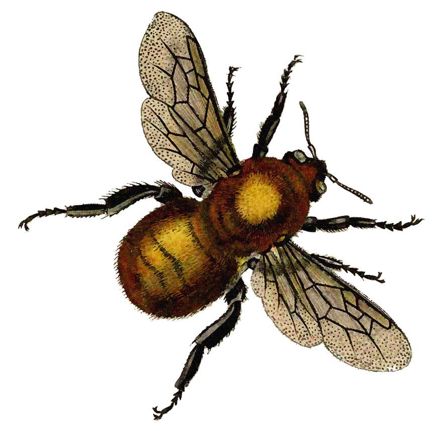 bees clipart victorian