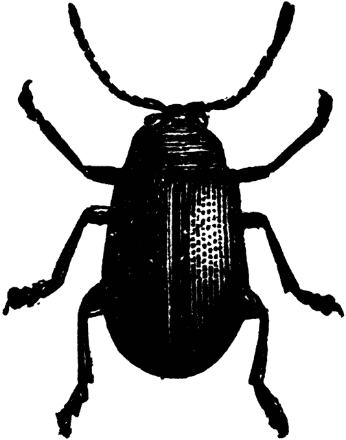 Beetle clipart. Etc