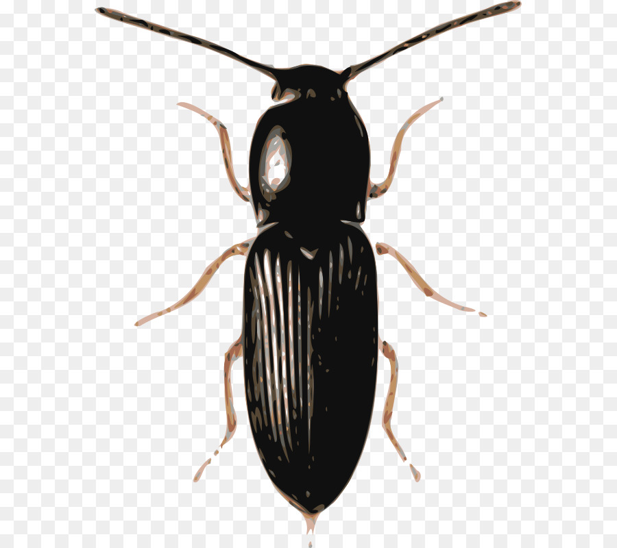 beetle clipart arthropod