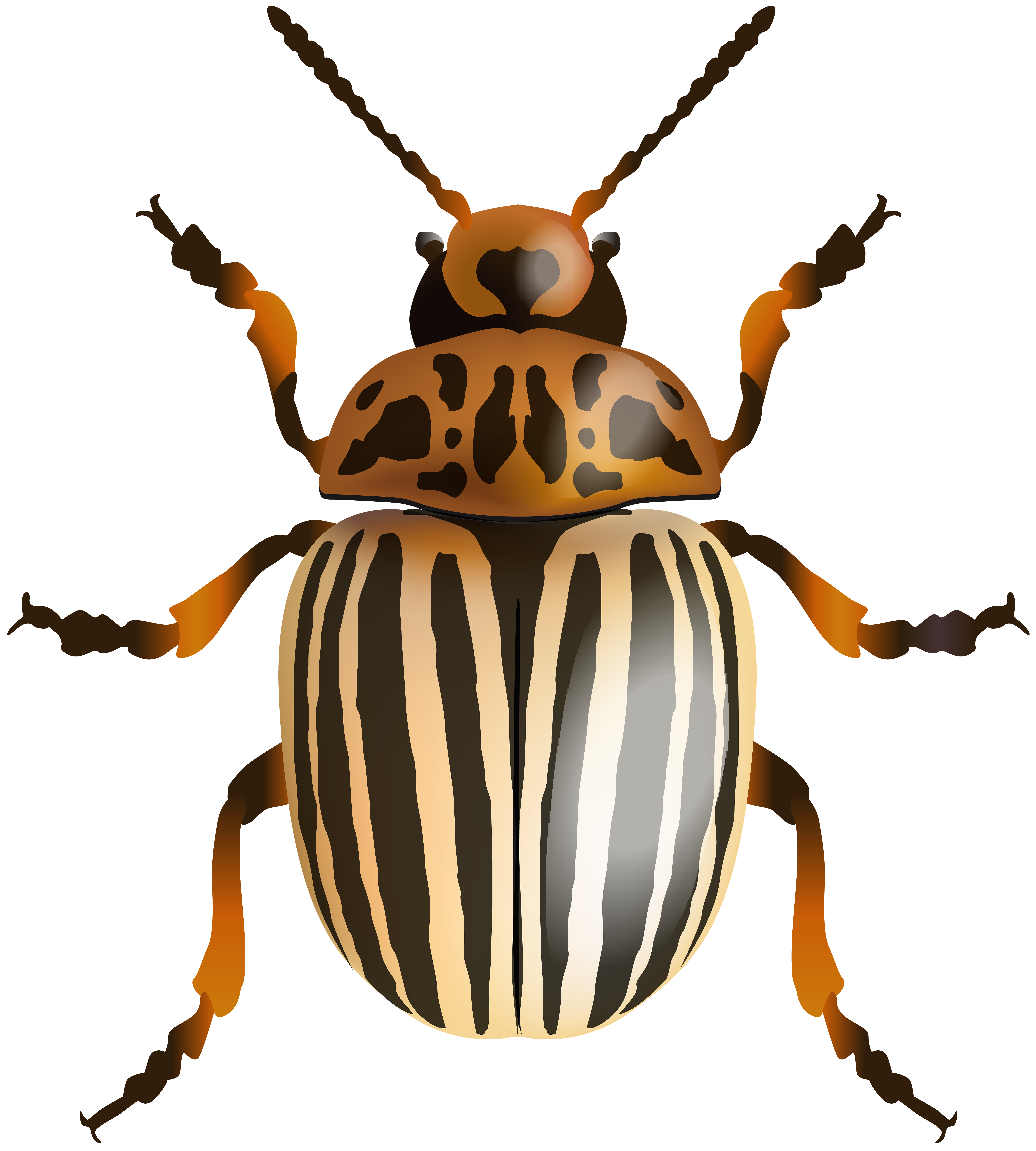 Insects clipart arthropod. Beetle png clip art