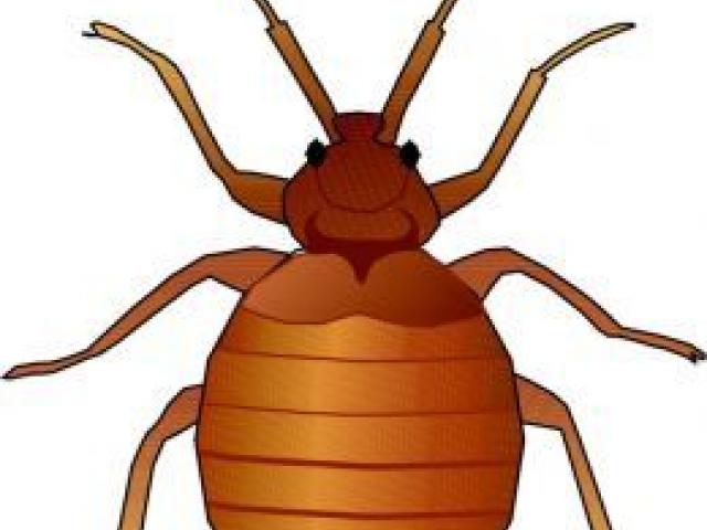 beetle clipart arthropod