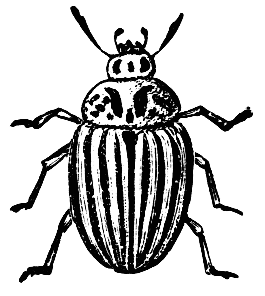 Free beetles cliparts download. Beetle clipart black and white