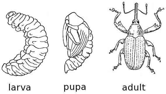 Grade bugs insects animals. Beetle clipart boll weevil