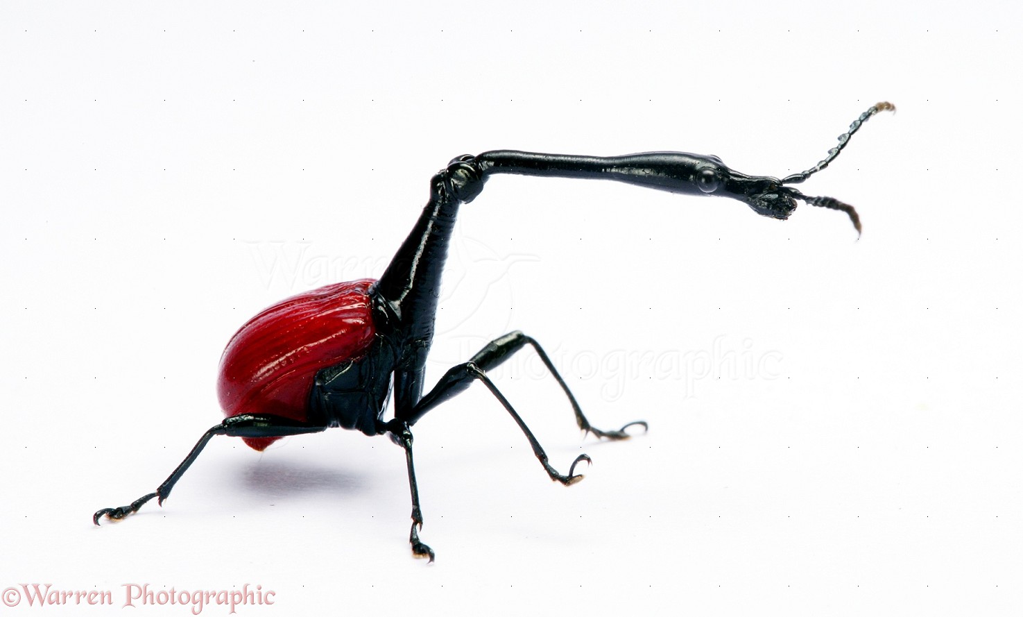 beetle clipart boll weevil