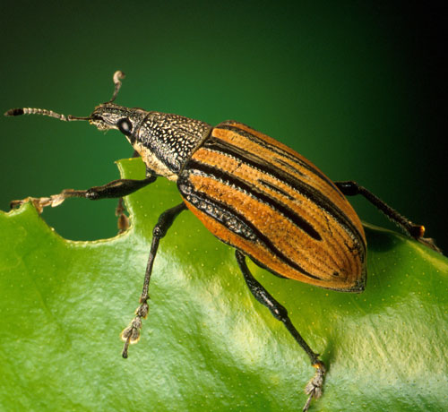 Beetle clipart boll weevil. Learn about nature