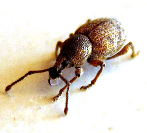 Learn about nature how. Beetle clipart boll weevil