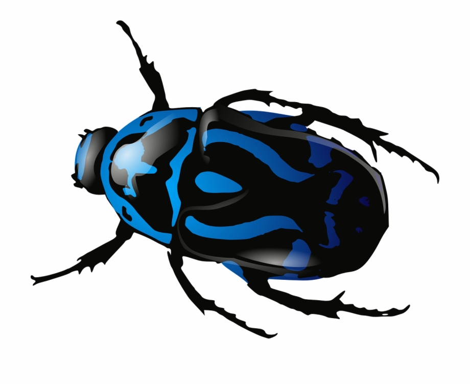 bugs clipart beetle