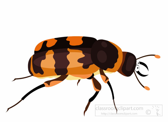 Insect clipart beetle insect. Search results for bug