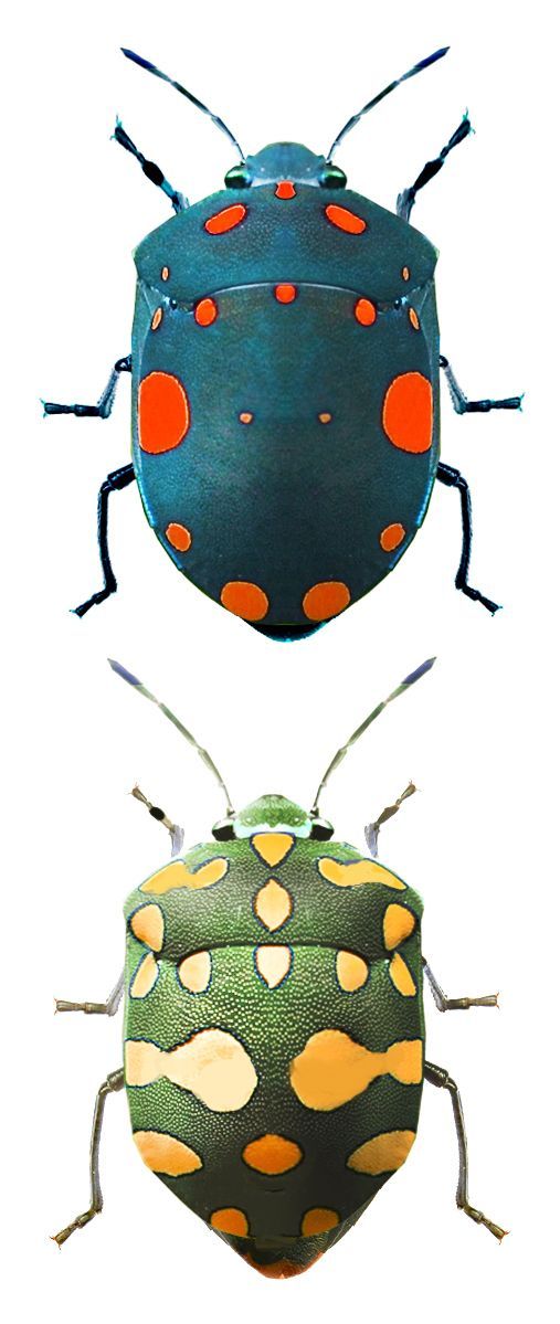 beetle clipart colorful