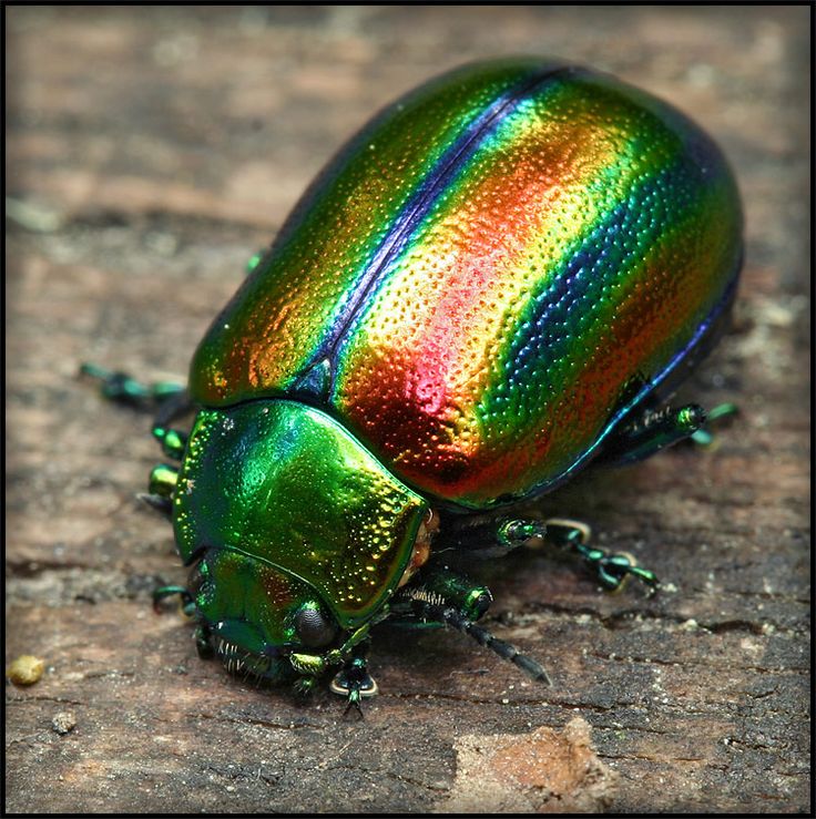 beetle clipart colorful bug
