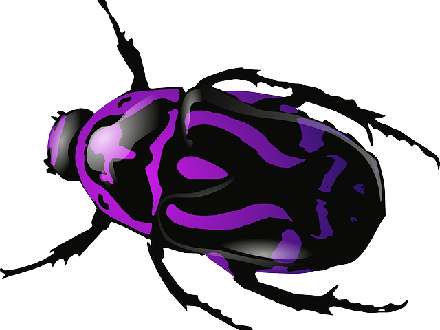 Beetle colorful bug