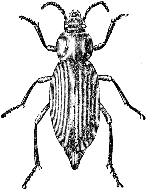Beetle clipart darkling beetle. Etc