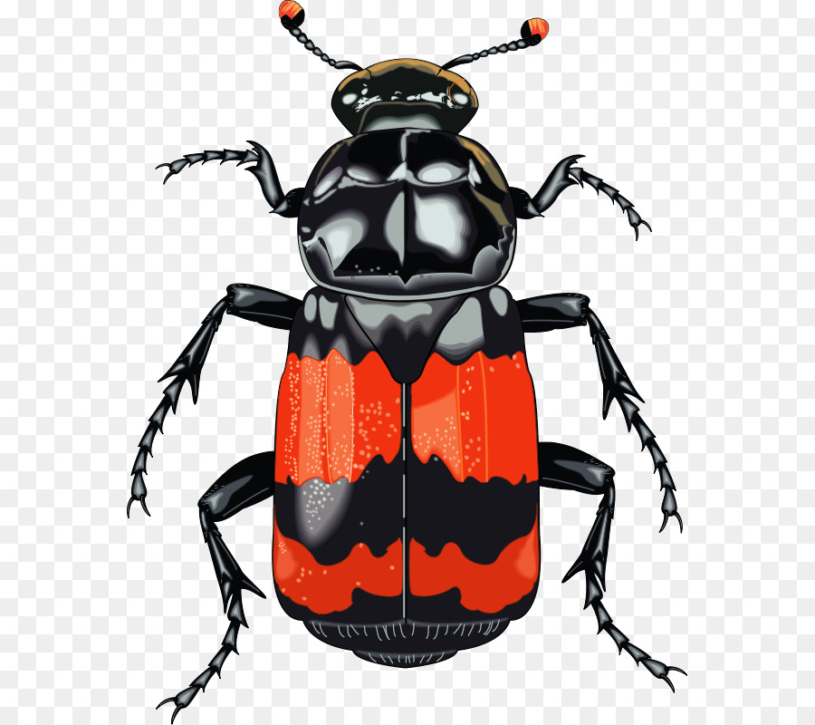 Beetle clipart darkling beetle. Free content dung clip
