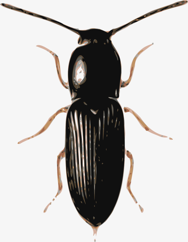 Beetle clipart darkling beetle. Black beetles insects png