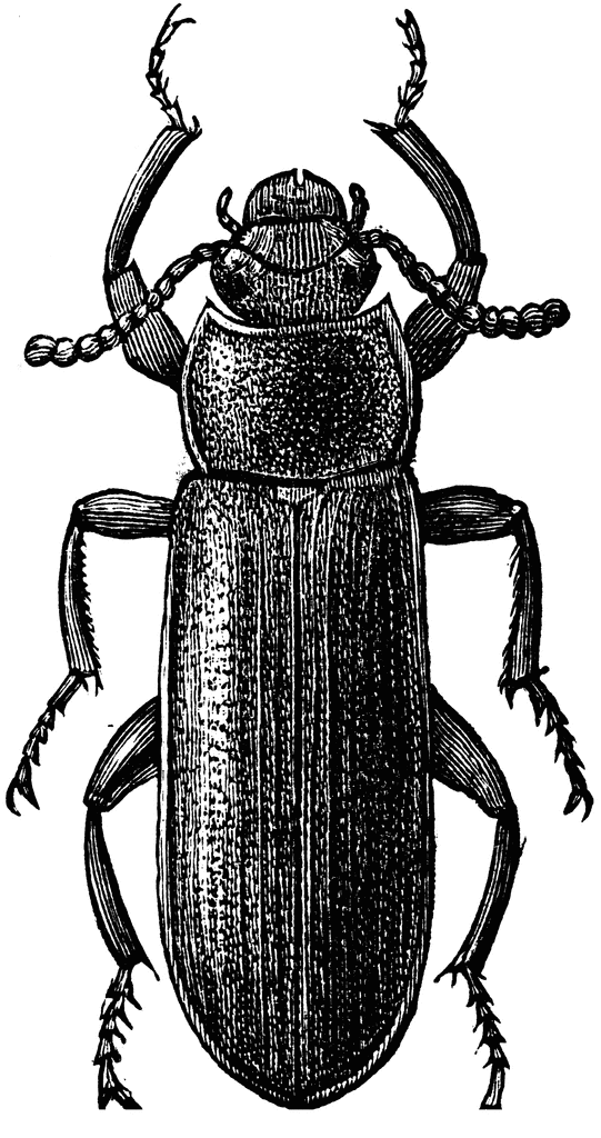 Beetle clipart darkling beetle. Mealworm etc 