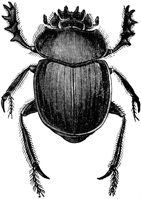 Etc. Beetle clipart dung beetle