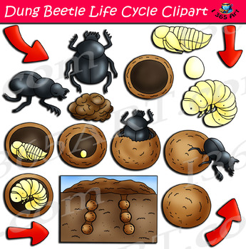 Life cycle . Beetle clipart dung beetle
