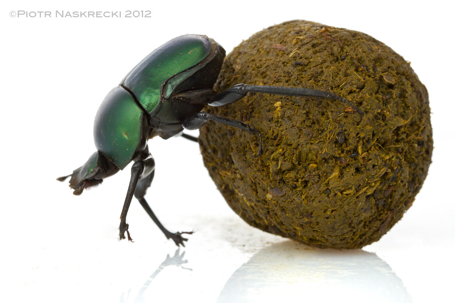  scarabs beetles lessons. Beetle clipart dung beetle