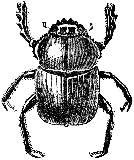 Beetle clipart dung beetle. Etc