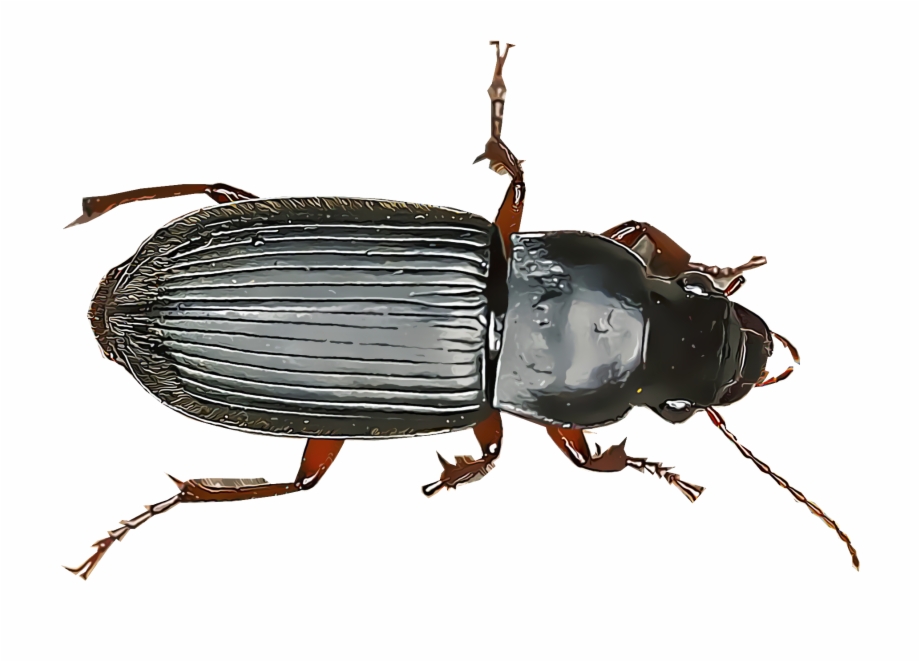 Beetle clipart ground beetle. Beetles png free images