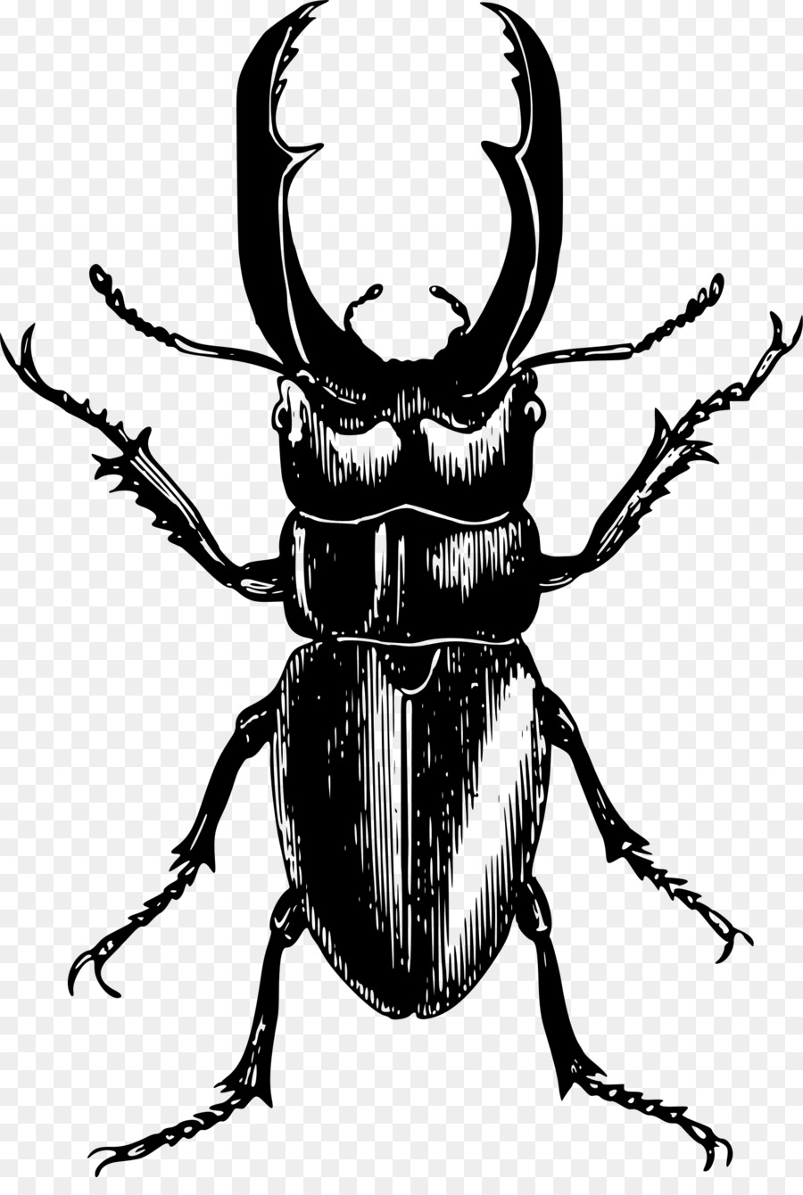 T shirt ladybird clip. Beetle clipart ground beetle