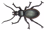 Free . Beetle clipart ground beetle