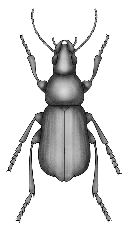 Beetles order coleoptera australian. Beetle clipart ground beetle