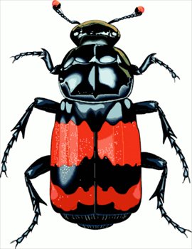 beetle clipart happy